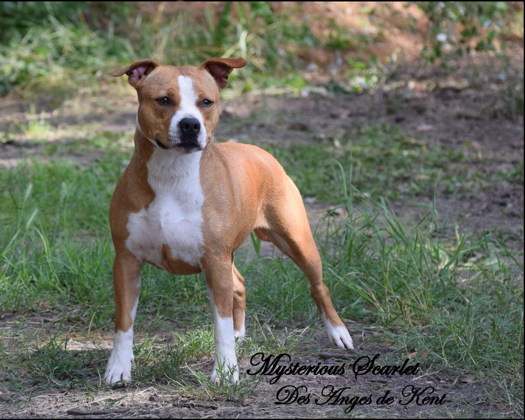 CH. Mysterious scarlet Des Anges De Kent - Classe Intermédiaire : 2e excellent