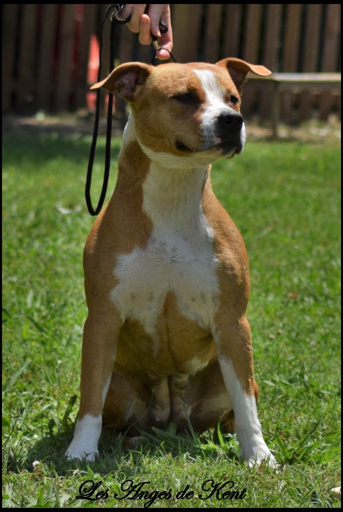 CH. Mysterious scarlet Des Anges De Kent - Classe Intermédiaire : Ne Peut Être Jugé (Boiterie)