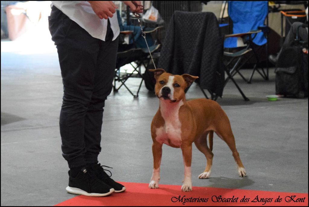 CH. Mysterious scarlet Des Anges De Kent - Classe Ouverte : 2e Excellent