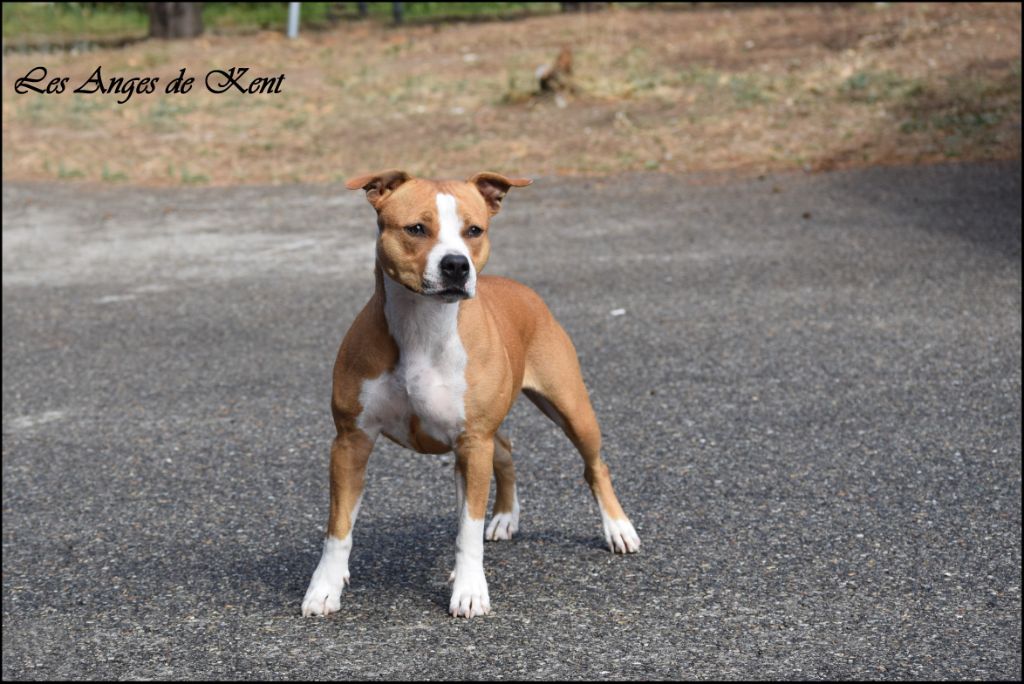 CH. Mysterious scarlet Des Anges De Kent - Classe Ouverte : 2e Excellent