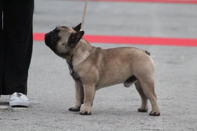Étalon Bouledogue français - Viking af kattegat Des Trois Elfes Du Bois D'Amour