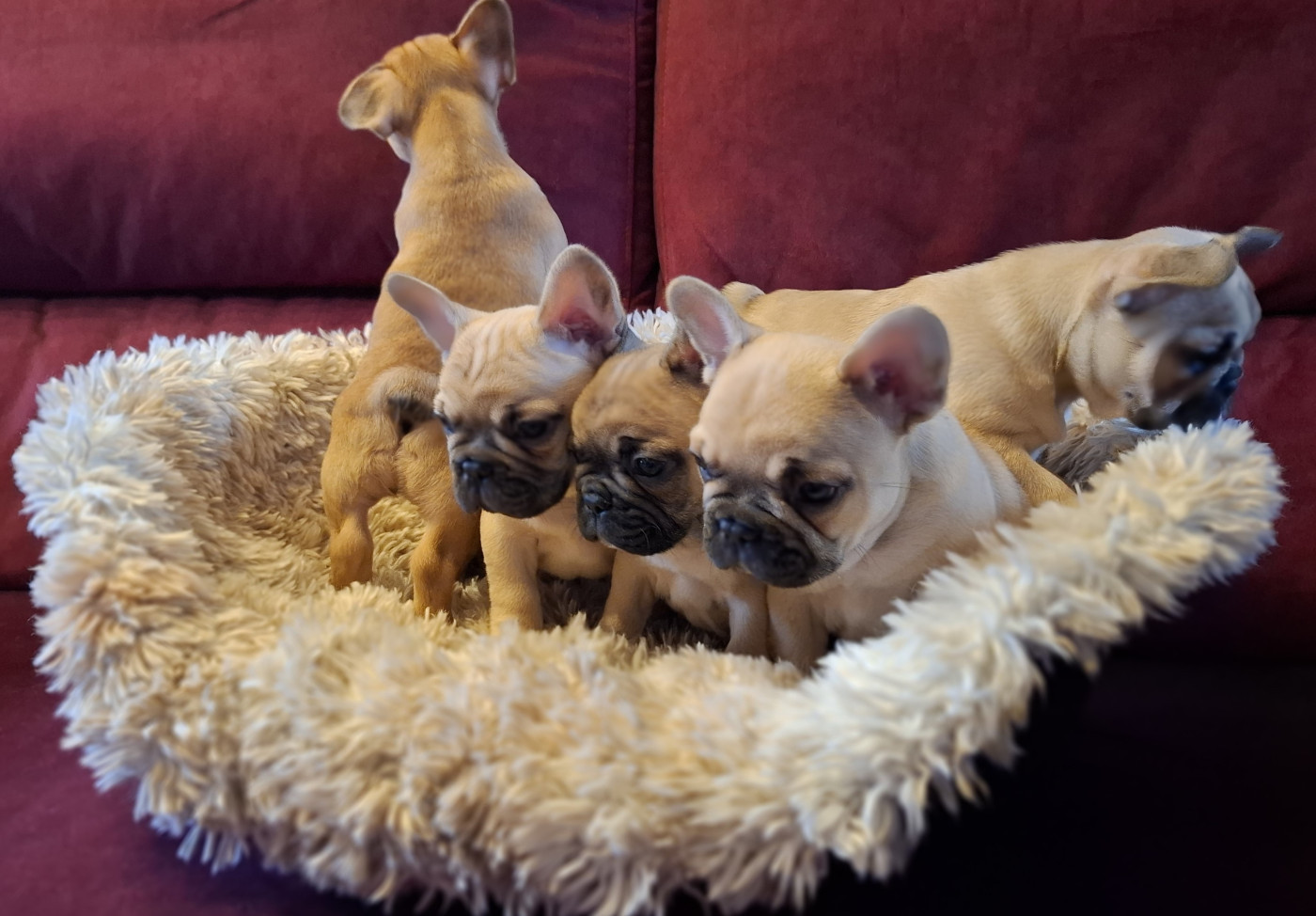 Bouledogue français - Des Trois Elfes Du Bois D'Amour