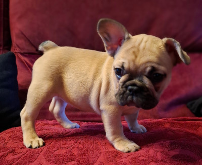 Les chiots de Bouledogue français