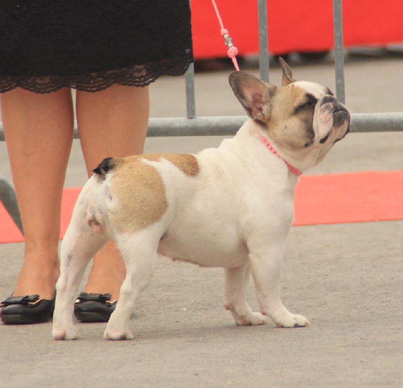 Haltesse royale des hautes falaises - 3ème excellent - Classe Jeune