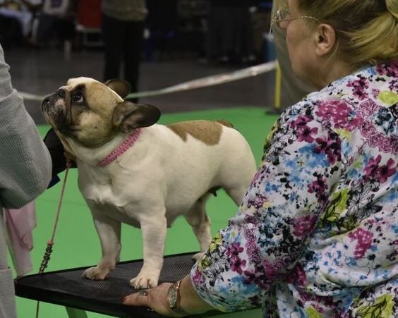 Haltesse royale des hautes falaises - Exc non classée en Classe Ouverte Femelle Caille