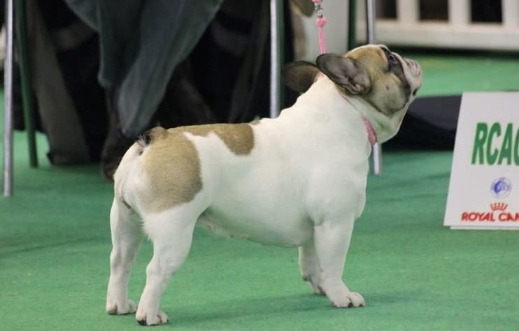 Haltesse royale des hautes falaises - TB