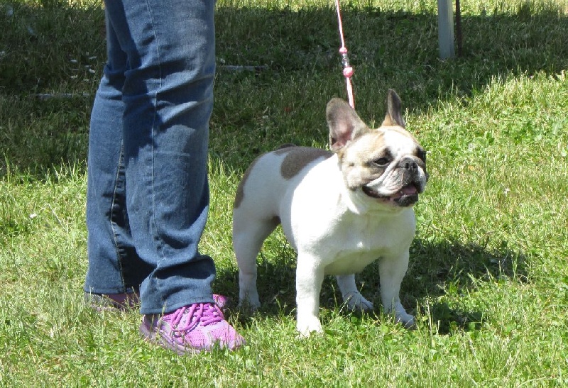 Haltesse royale des hautes falaises - 2ème EXC - Classe Intermédiaire