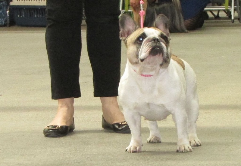 Haltesse royale des hautes falaises - 4ème EXC Classe Ouverte Femelle