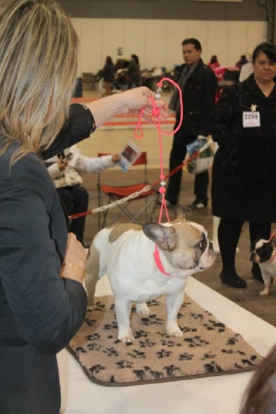 Haltesse royale des hautes falaises - 2ème EXC en Classe Ouverte Femelle Caille