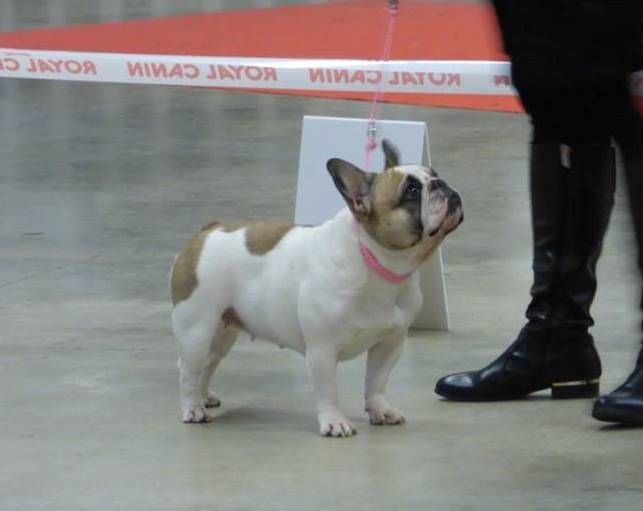 Haltesse royale des hautes falaises - EXC Non Classée en Classe Ouverte Femelle Caille