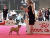 CH. Soazick haltesse sérénissime Des Trois Elfes Du Bois D'Amour - 1er TP Classe Puppy Fauve