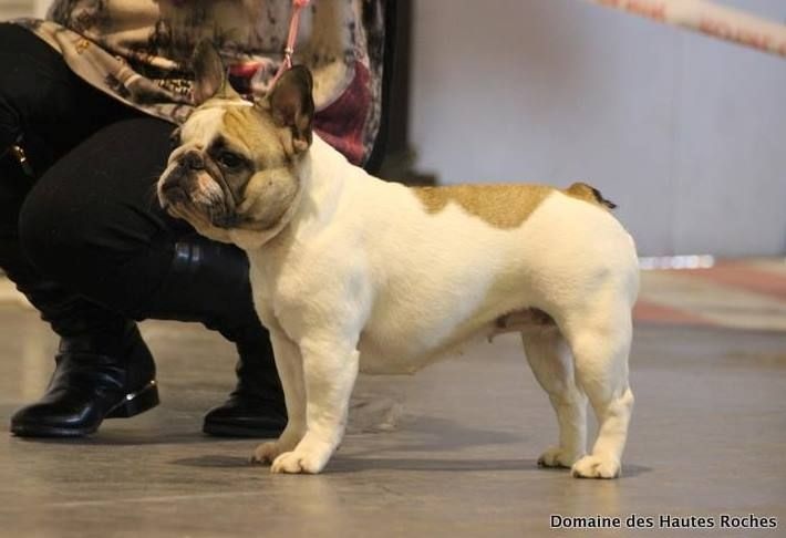 Haltesse royale des hautes falaises - 2ème EXC - Classe Ouverte Femelle Caille