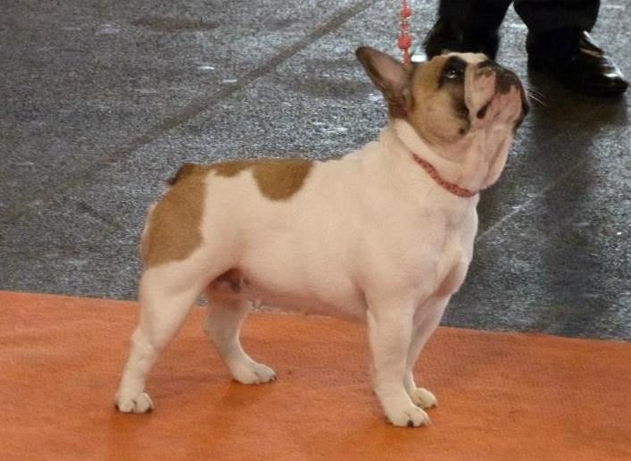 Haltesse royale des hautes falaises - 4ème EXC - Classe Intermédiaire