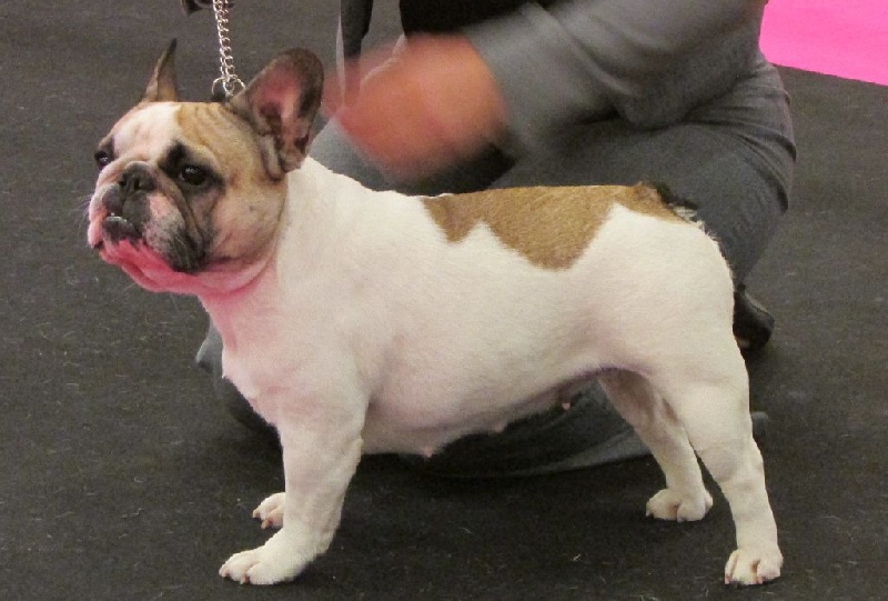 Haltesse royale des hautes falaises - EXC non classée en Classe Ouvertes Femelle Caille