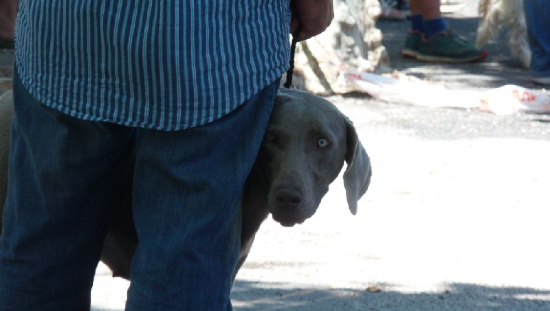 Publication : Du Prunus D'André