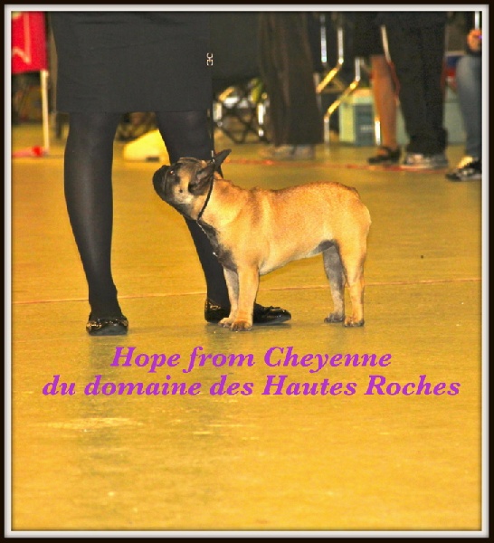 Hope from cheyenne Du Domaine Des Hautes Roches - Très prometteur