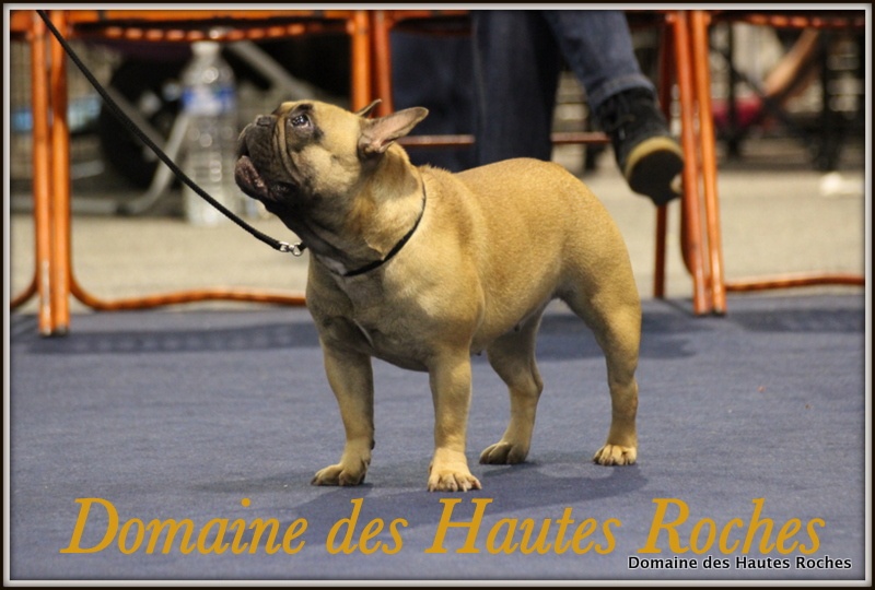 Hope from cheyenne Du Domaine Des Hautes Roches - Excellent non classé