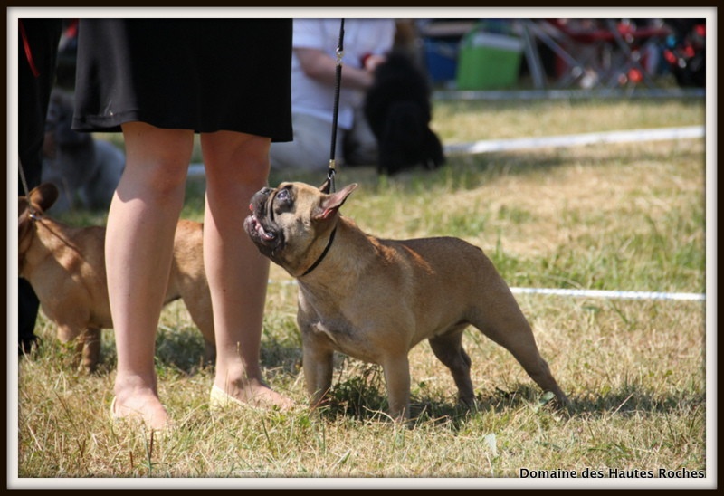 Hope from cheyenne Du Domaine Des Hautes Roches - 2eme excellent en classe intermédiaire