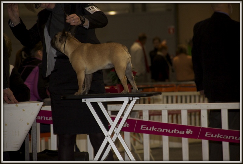 Hope from cheyenne Du Domaine Des Hautes Roches - Très prometteur