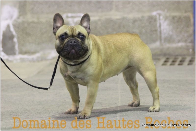 Hope from cheyenne Du Domaine Des Hautes Roches - 1ere excellent CACS en classe ouverte