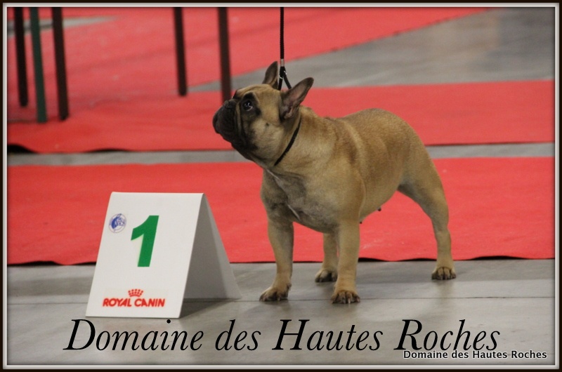 Hope from cheyenne Du Domaine Des Hautes Roches - 1ere excellent classe ouverte RCACS