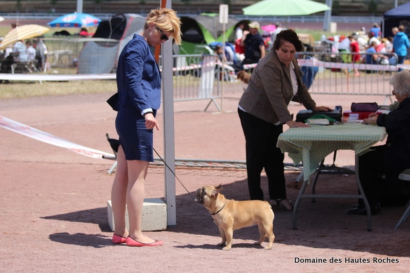 Hope from cheyenne Du Domaine Des Hautes Roches - 1ere excellent RCACS en classe ouverte