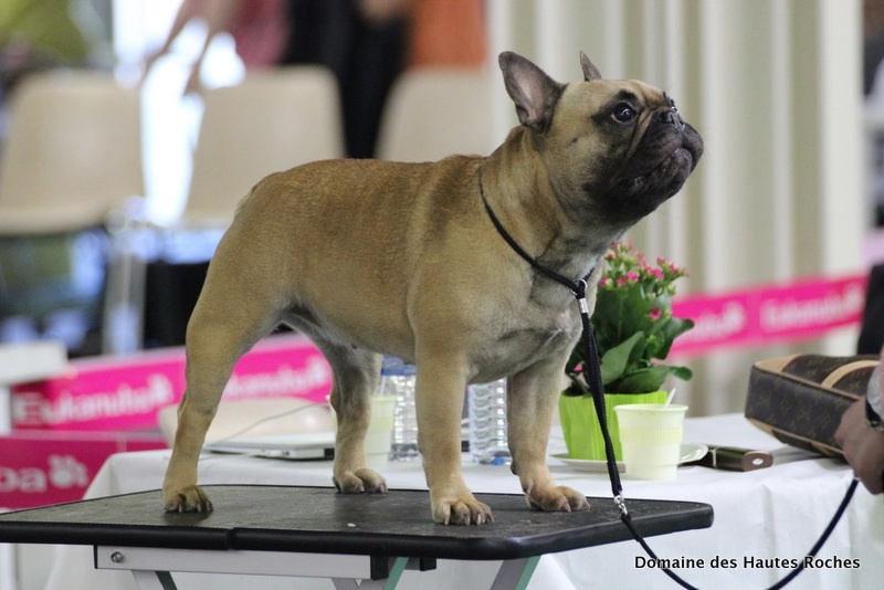 Hope from cheyenne Du Domaine Des Hautes Roches - 2eme excellent en classe ouverte