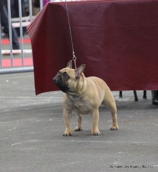 Hope from cheyenne Du Domaine Des Hautes Roches - 1er excellent CACS RCACIB en classe ouverte