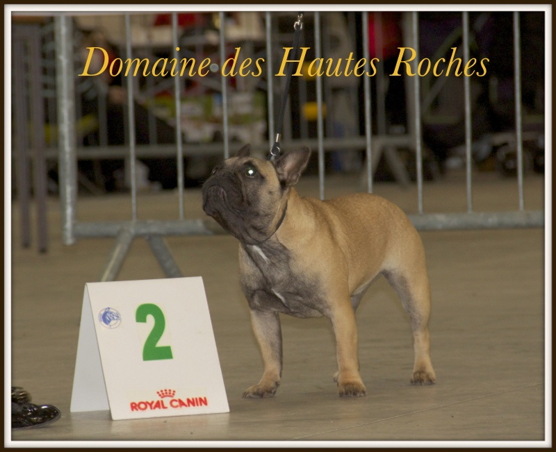 Hope from cheyenne Du Domaine Des Hautes Roches - 2eme très prometteur