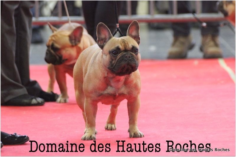 Hope from cheyenne Du Domaine Des Hautes Roches - 2eme excellent RCACS en classe ouverte