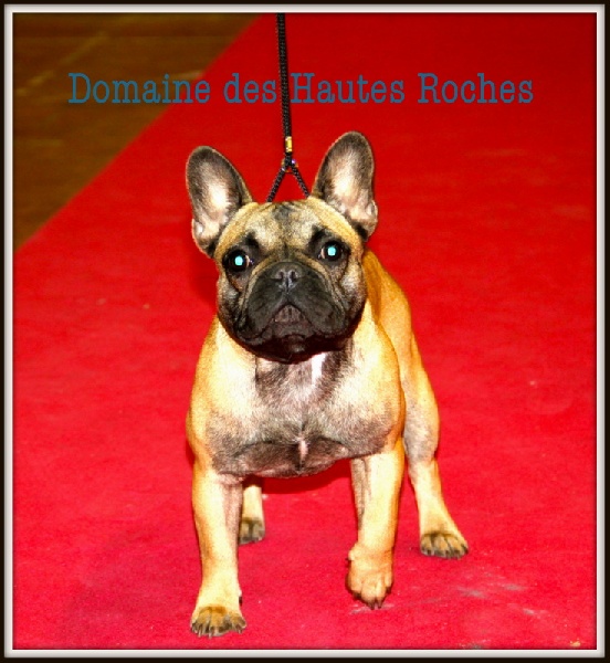 Hope from cheyenne Du Domaine Des Hautes Roches - Très prometteur