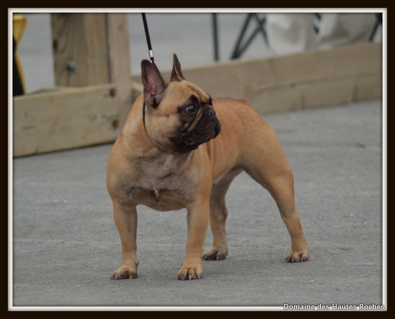 Hope from cheyenne Du Domaine Des Hautes Roches - excellent non classé gardée ds les 5 derniers