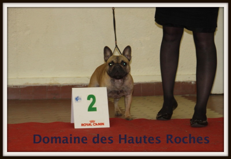 Hope from cheyenne Du Domaine Des Hautes Roches - 2eme excellent en classe jeune