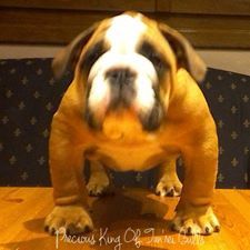 Publication : Precious Beauty's Auteur : M.milhes