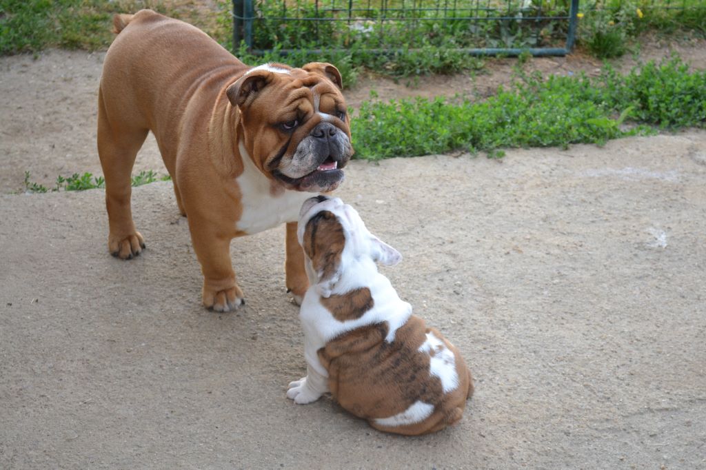 Publication : Precious Beauty's Auteur : M.Milhes