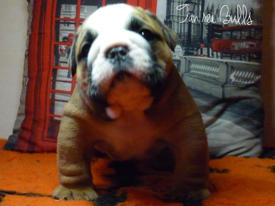 Publication : Precious Beauty's Auteur : M.milhes