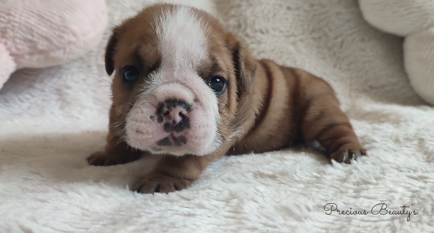 Chiot Bulldog Anglais