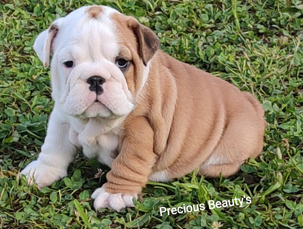 Precious Beauty's - Chiot disponible  - Bulldog Anglais