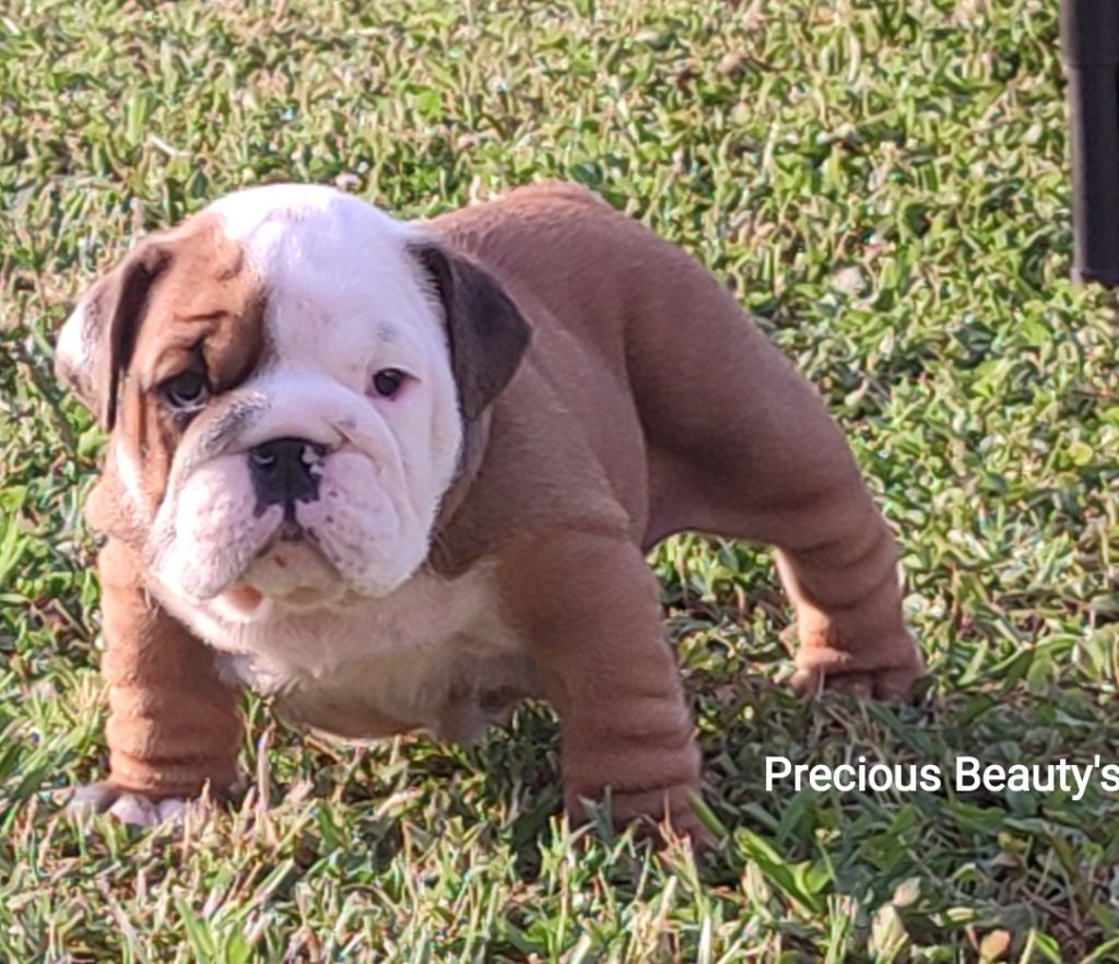 Precious Beauty's - Chiot disponible  - Bulldog Anglais