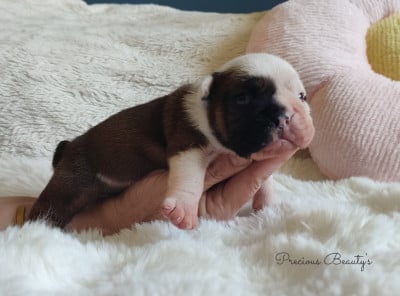 Les chiots de Bulldog Anglais