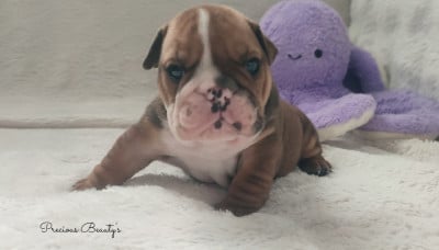 Les chiots de Bulldog Anglais