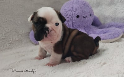 Les chiots de Bulldog Anglais