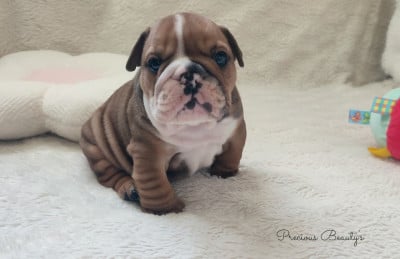 Les chiots de Bulldog Anglais