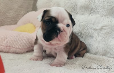 Les chiots de Bulldog Anglais