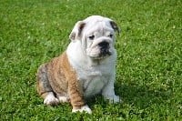 Precious Beauty's - Bulldog Anglais - Portée née le 28/02/2018