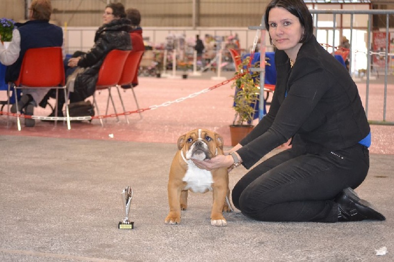 CH. Edson Conqueror Lord byron - Très Prometteur et Meilleur Baby