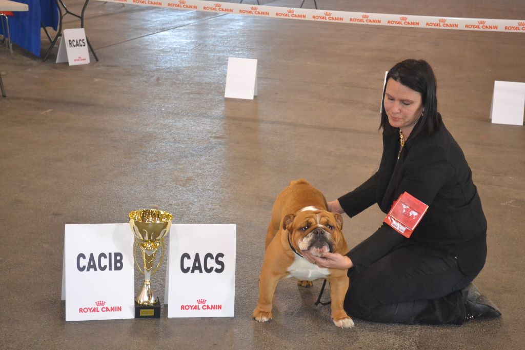 CH. Edson Conqueror Lord byron - 1er Inter/ CACIB/ CACS/ BOS