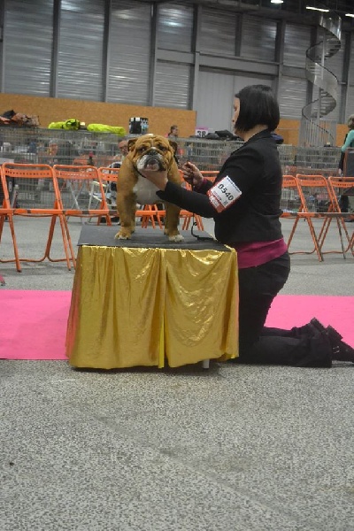 CH. Edson Conqueror Lord byron - 2eme Excellent