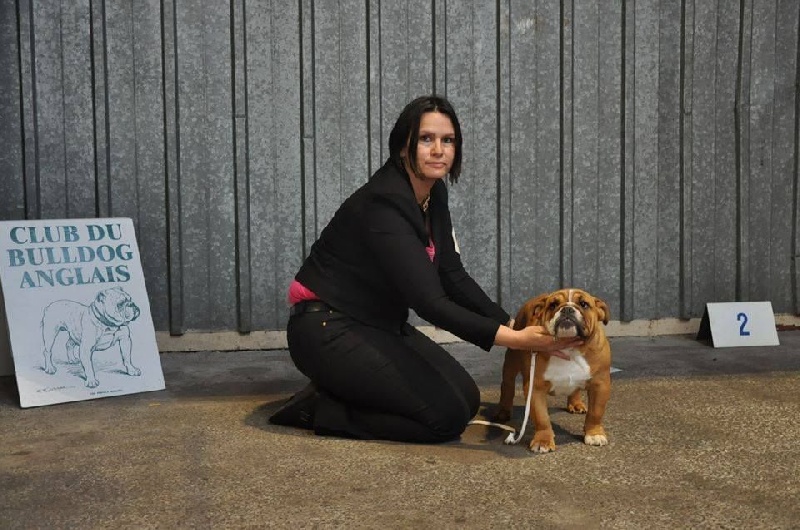 CH. Edson Conqueror Lord byron - Très Prometteur et Meilleur Baby