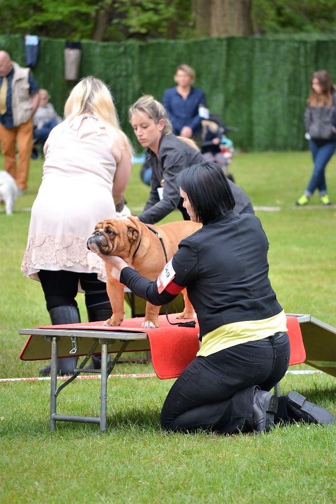 CH. Edson Conqueror Lord byron - Excellent